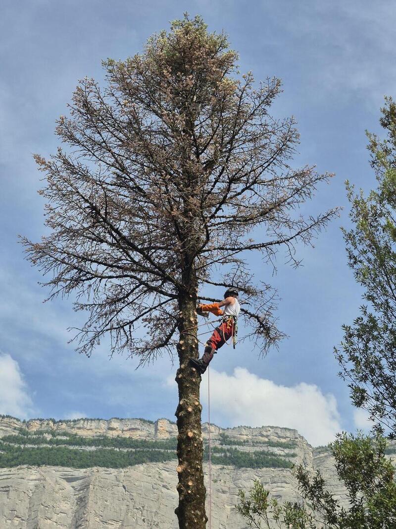 Arboriculteur en train de démonter un arbre en hauteur en Savoie