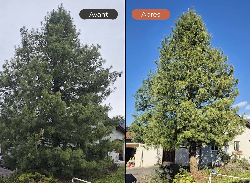 Avant/après d'une taille par remontée de couronne par Arborigine